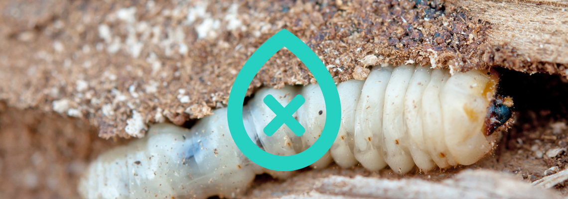 Wood Worm Specialists
