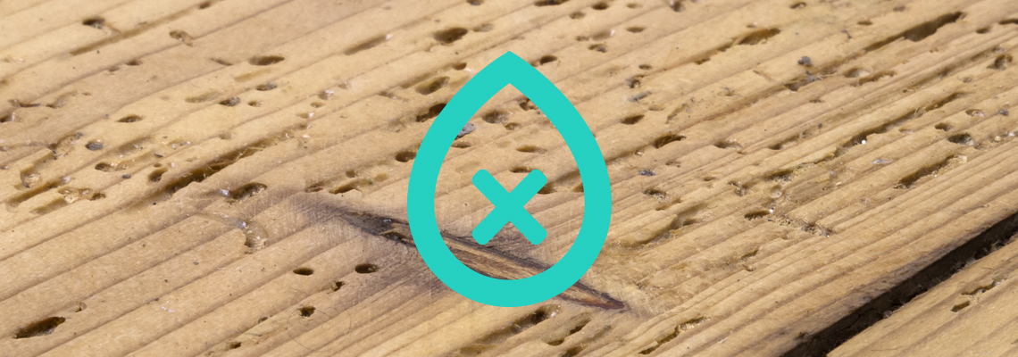 Wood Worm | I Need damp proofing